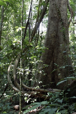 grey junglefowl habitat